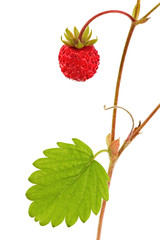 Strawberry with ripe fruits isolated on white background.