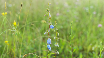Колокольчик