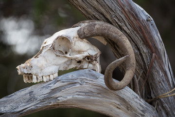 skull a mountain goat