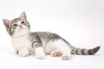 Gray kitten lies on a white background and looking up. Portrait