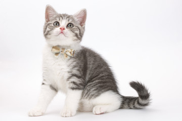 Fototapeta na wymiar Grey kitten with a bow on his neck sitting on a white background