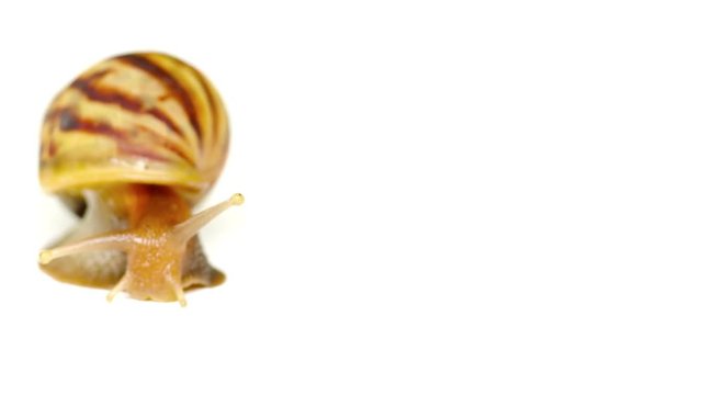 Closeup shot of a large land snail with a sharp, pointed and coiled shell, slowly wandering across a stark white background. Video UltraHD