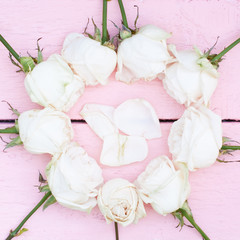 White roses and petals on pink wood background