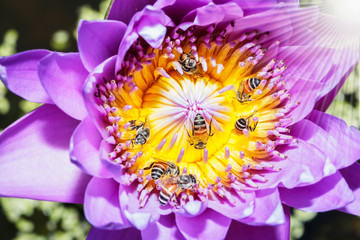 Among bees for nectar on a lotus flower with a purple sunlight.