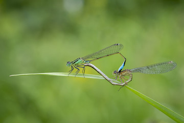 libellules qui se reproduise sur un brin d'herbe