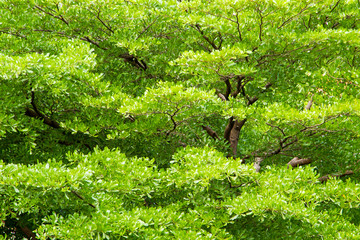 green forest trees backgrounds