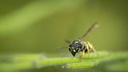 guêpe posée sur une herbe