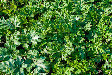 growing watermelons in the field