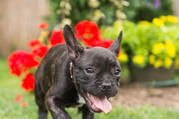 French bulldog puppy in the park