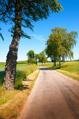 Fototapeta na wymiar Country road and trees surrounded by fields