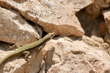 Small lizard lying on the sun.