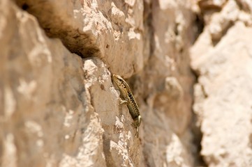 Small lizard climbing on the rock, close up.