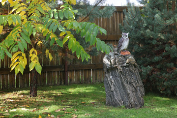 wooden sculpture owls on the stump in the garden
