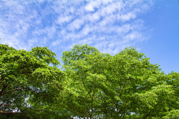 Green Tree with clouds in the sky