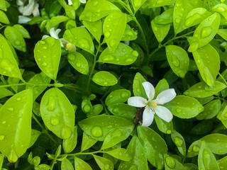 white flower in green leaf background