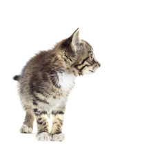 tabby kitten