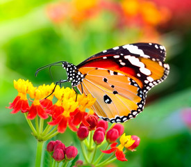 Obraz na płótnie Canvas Butterfly on orange flower in the garden