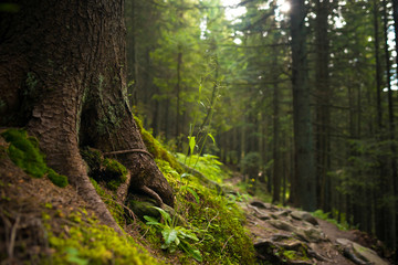 Forest in Carpathian mountains