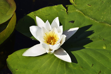 white water lily (Nymphaea alba)