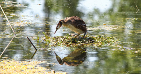 Eared grebe