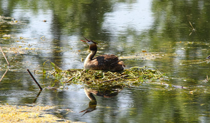 Eared grebe