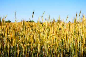 Obraz premium Rye field in summer