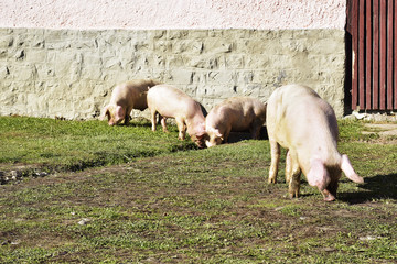 pigs walking on grass and muddy field