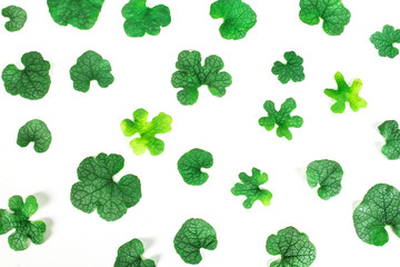 flat lay of green leaves paatern on white background