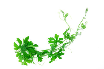 green creeping plant on white background