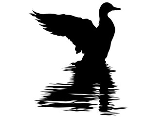 Duck sitting on water on a white background