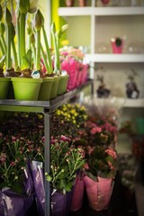 Plant pot arranged on flower shelf