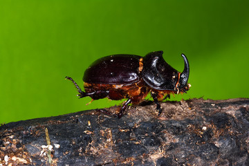 Rhinoceros Beetle (Oryctes nasicornis)