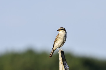 Red-backed Shrike