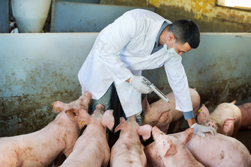 Veterinarian in pigsty © JackF