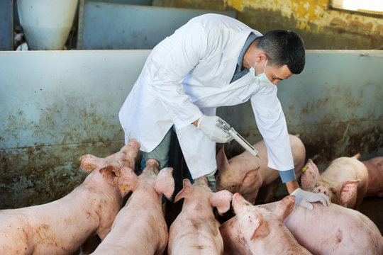 Veterinarian In Pigsty