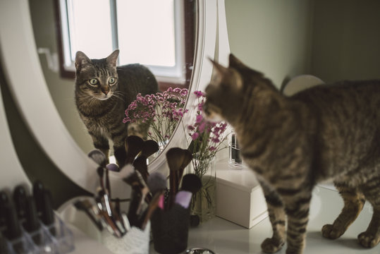 Mirror image of tabby cat standing on vanity