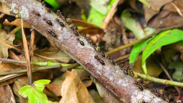 Long column with hundreds of individual termites, marching along a deadfall tree branch, carrying harvested lichen to the colony for food. 4k video
