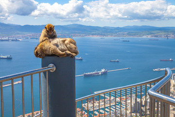 Relaxed apes sitting on a top of Gibraltar Rock, the famous wild macaques of Upper Rock Natural Reserve. Gibraltar is a British colony that is located at southern end of Iberian Peninsula. - obrazy, fototapety, plakaty