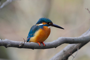 Kingfisher