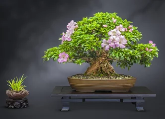Rolgordijnen Bonsai Bonsai oude bloeiende Japanse azalea