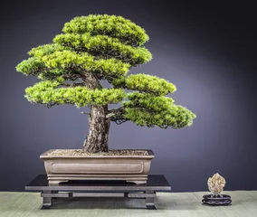 Crédence en verre imprimé Bonsaï Bonsaï Vieux pin blanc du Japon