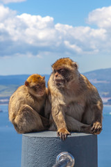 Close up of the famous wild macaques that are relaxing in Gibraltar Rock. The Gibraltar monkeys are one of the most famous attractions of the British overseas territory.