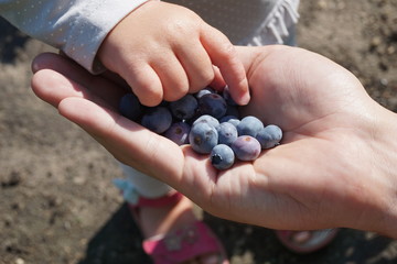 Dad and daughter eating blueberries with hands
