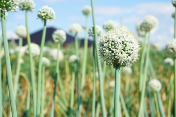 Seeds flowering onions
