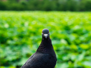 カメラ視線のはと