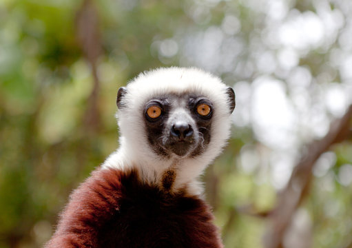 Coquerels sifaka (propithecus coquereli) looking at camera, Antananarivo, Madagascar