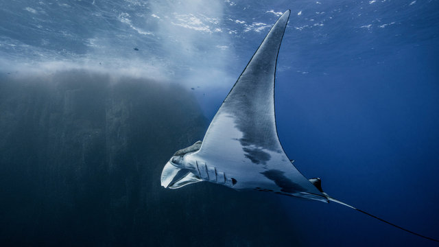 Giant oceanic manta ray