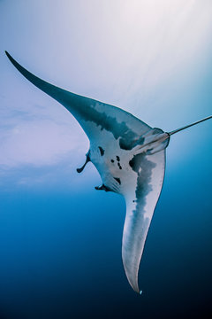 Giant oceanic manta ray