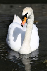 Obraz premium schwimmender Höckerschwan (cygnus olor) 