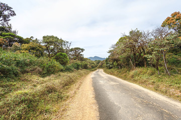 Fototapeta na wymiar Road in Horton Plains National Park, Sri Lanka.